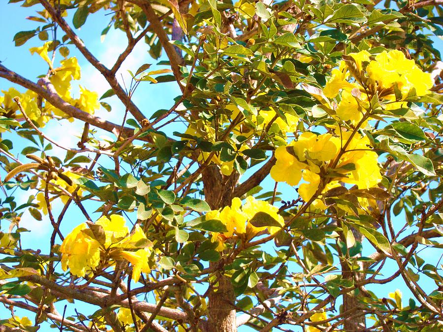 Magnolia Movie Photograph - Flowering Tree by Van Ness