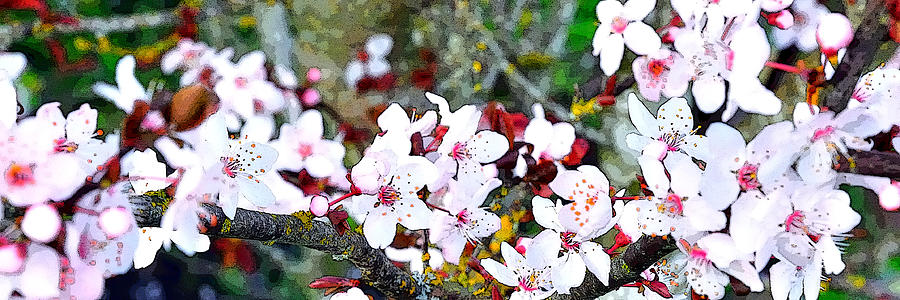 Flowering Trees 22230 Pe Photograph