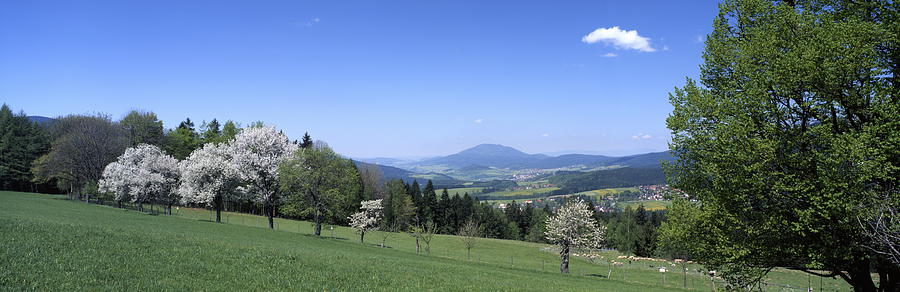 Flowering Trees And Pastures In Spring Photograph