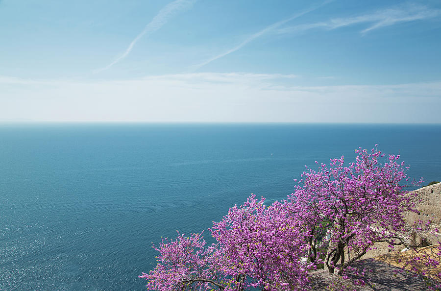 Flowering Trees On The Amalfi Coast Photograph by Buena Vista Images