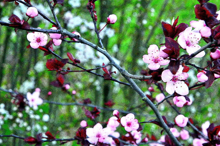 Flowering Trees Pe 22241 Photograph