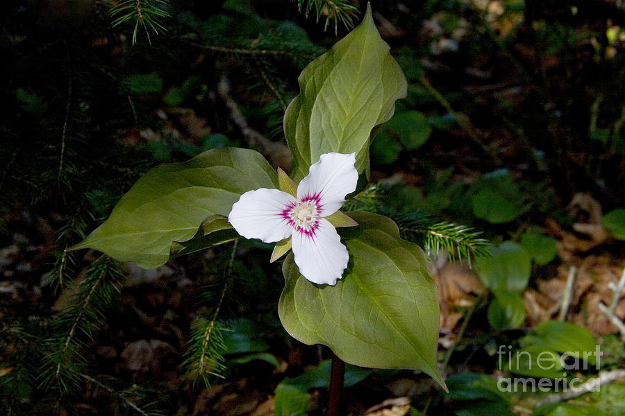 Nature Photograph - Flowering Trillium by Jonathan Welch