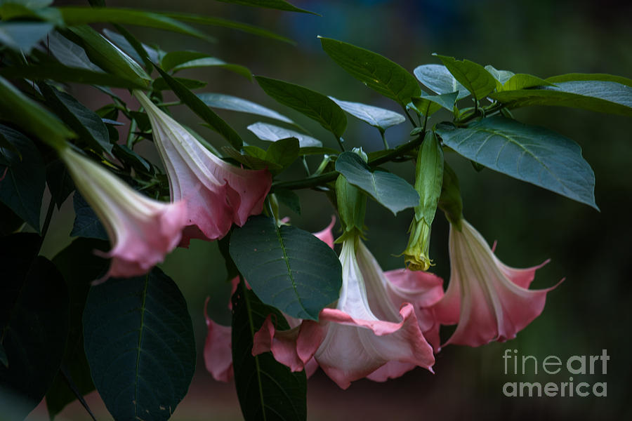 Flowering Trumpets Photograph