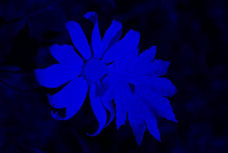 Flowerleaf Blue Photograph by Rob Hans