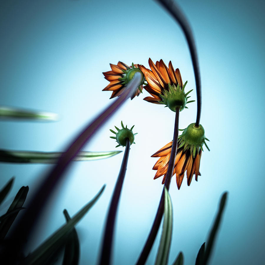 Summer Photograph - Flowerlove by 