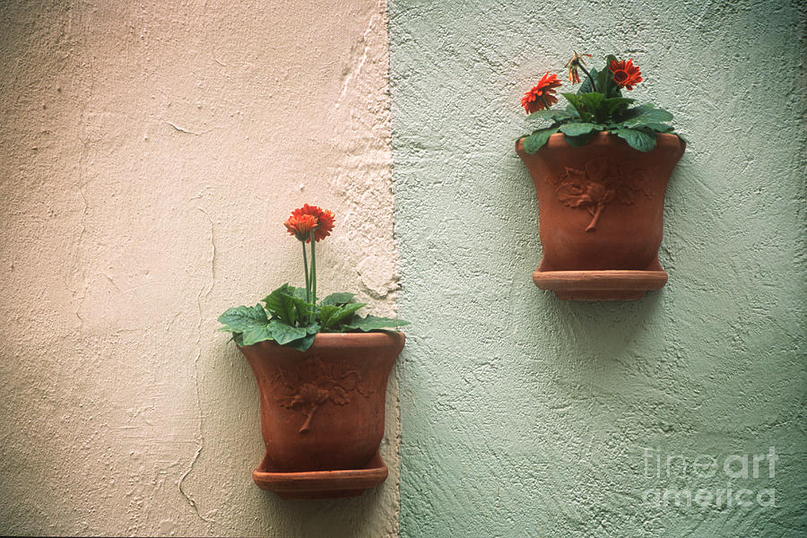 Flowerpots on the wall Photograph by Inge Riis McDonald