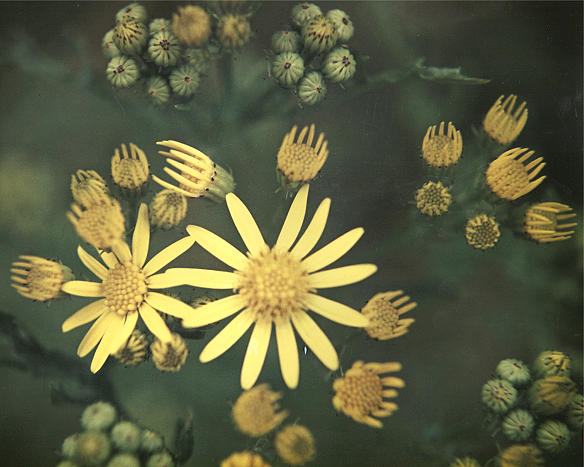 Flower Photograph - Flowers 1 by Alasdair Shaw