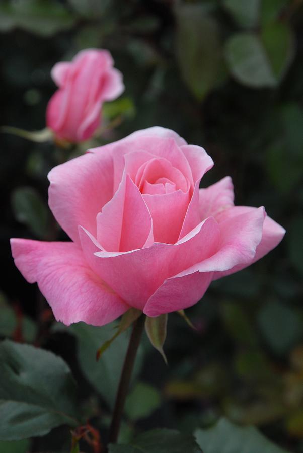 Rose Photograph - Flowers 449 by Joyce StJames