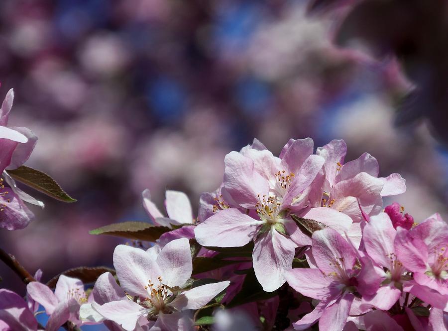 Flowers Photograph - Flowers by Adam L Flowers Photograph - Flowers by Adam L