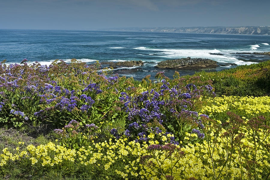 Flowers along the shore at La Jolla  California No.0202 Photograph by Randall Nyhof
