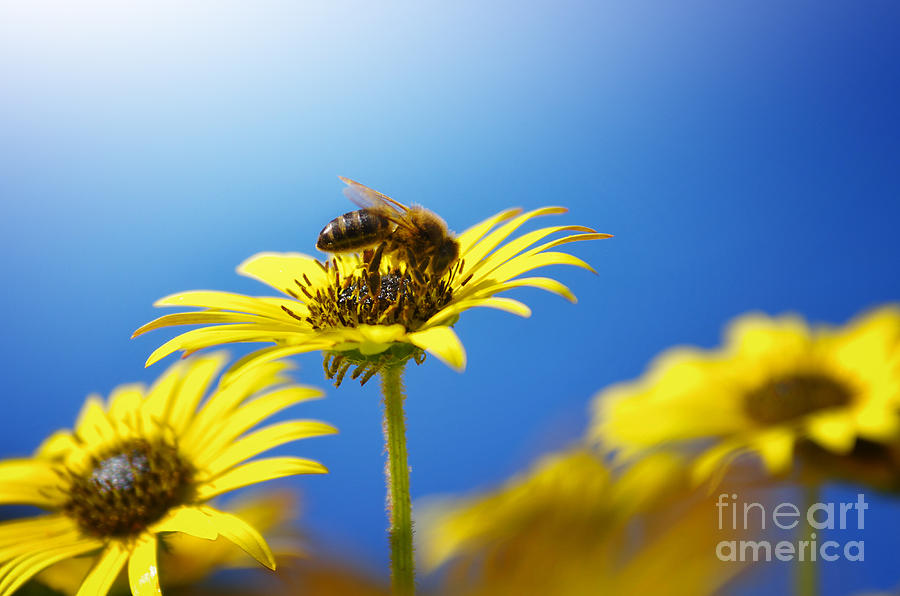 Daisy Photograph - Flowers and Bees by Carlos Caetano