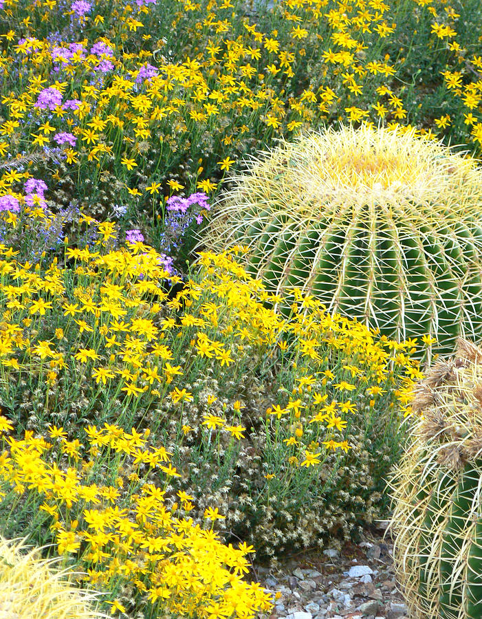 Flowers And Cactus Photograph