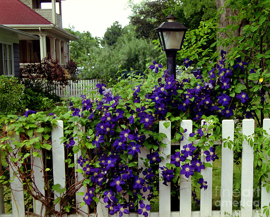Flowers and Fence Photograph by Tom Brickhouse
