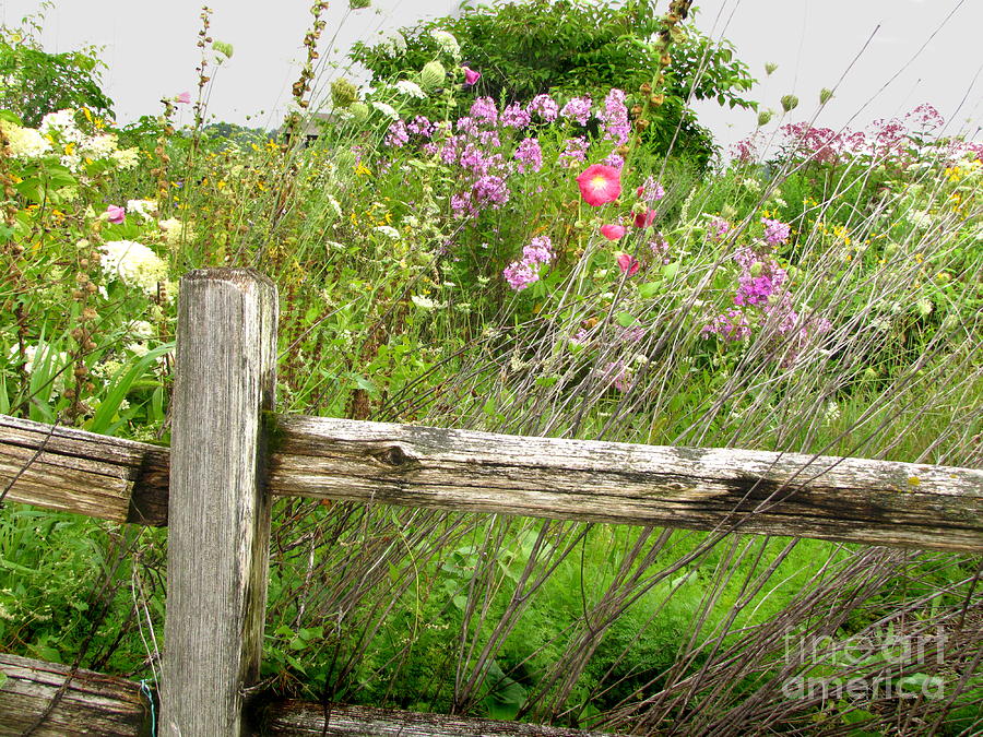 Flowers And Fences Photograph by Marilyn Smith