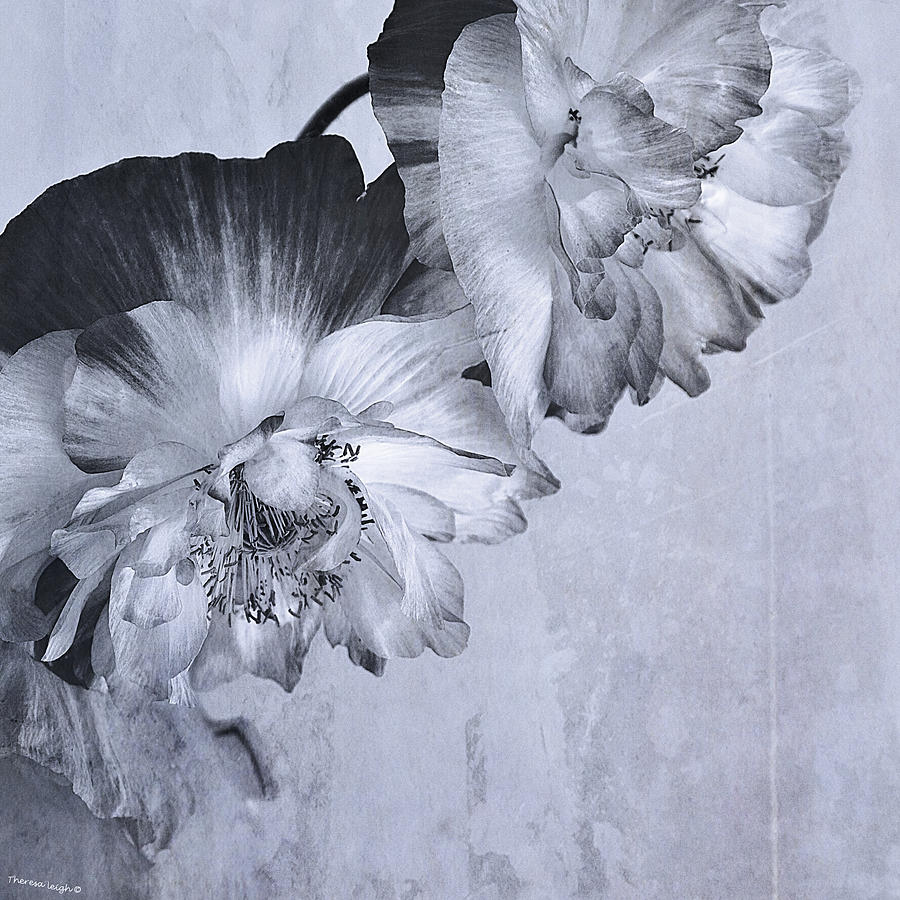 Poppy Photograph - Flowers And Haiku by Theresa Tahara
