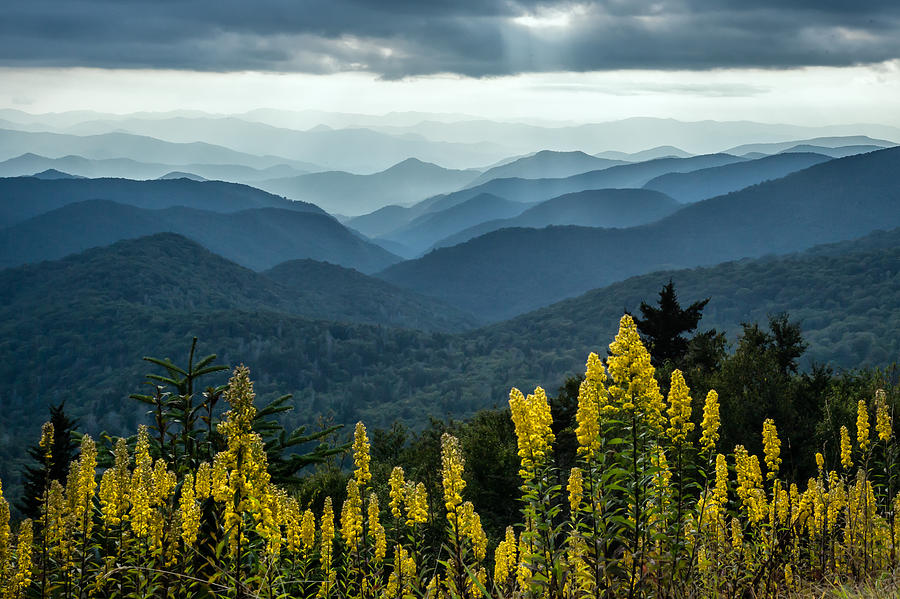Flower Photograph - Flowers and Mountains by Rob Travis