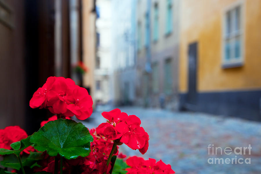 Architecture Photograph - Flowers and old buildings in Stockholm by Michal Bednarek