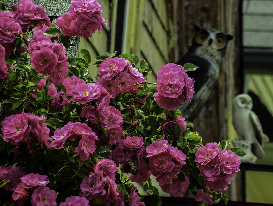 Flowers And Owls Photograph by Will Burlingham