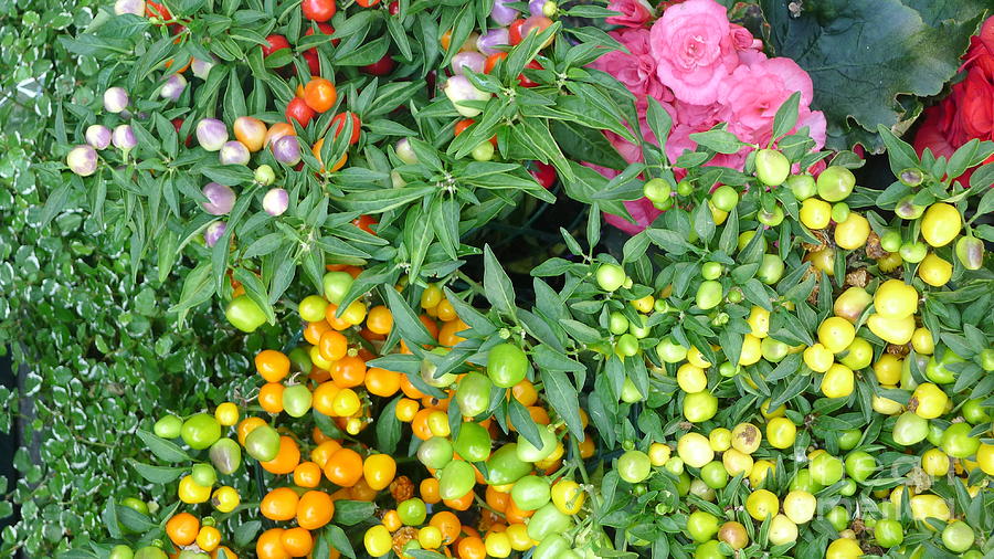 Flowers And Pepper Plants Photograph by Nora Boghossian