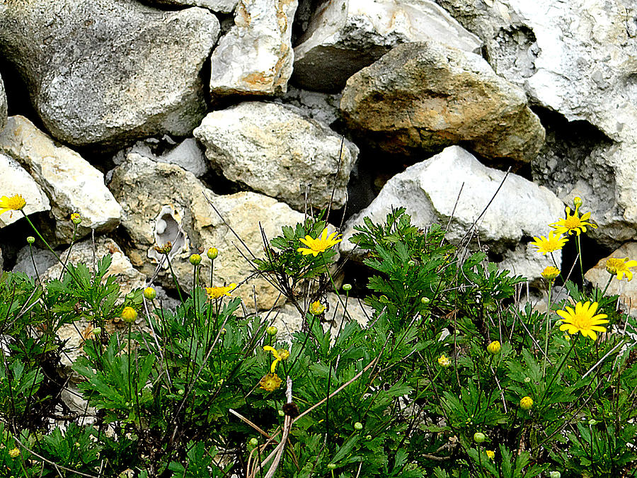 Flowers and  Rocks Photograph by Dennis Dugan