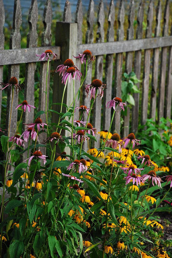 FLOWERS and RUSTIC FENCE Photograph by Janice Adomeit