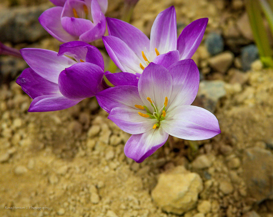 Flowers and Sand Photograph by Ross Henton