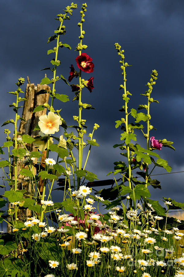 Flowers and Storm Clouds Photograph by Thomas R Fletcher