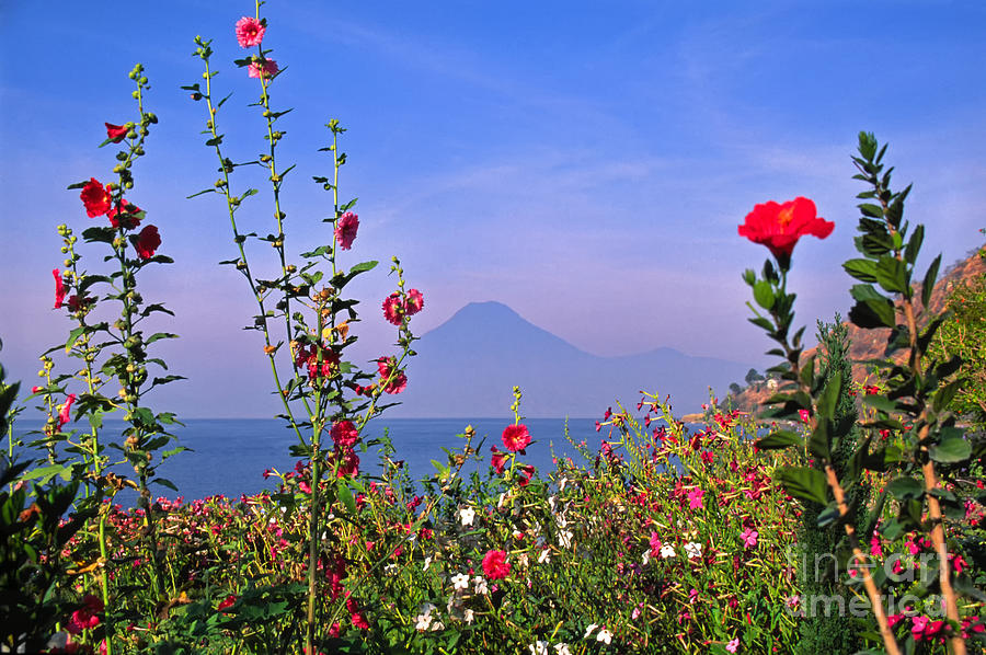 Flowers and Volcano Photograph by Thomas R Fletcher