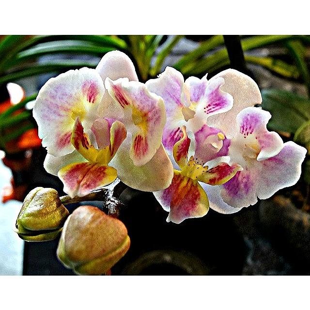 Orchid Photograph - Flowers Are A Proud Assertion That A Ray Of Beauty Outvalues All The Utilities Of The World by Katie Phillips