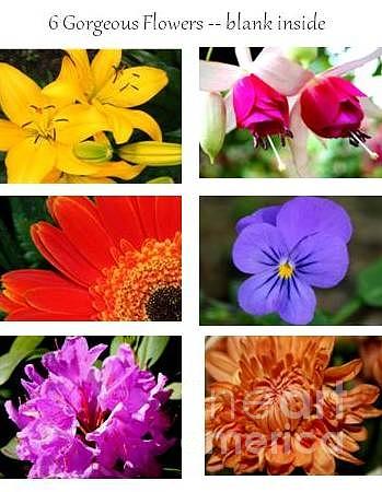 Flowers - Assortment 1 - boxed cards Photograph by Laurel Talabere ...