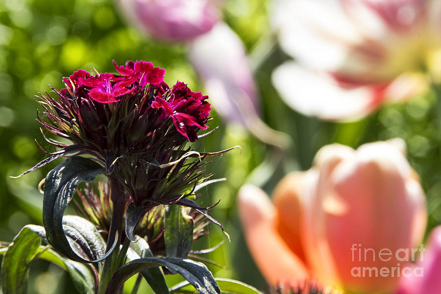 Tulip Photograph - Flowers at Dallas Arboretum V13 by Douglas Barnard