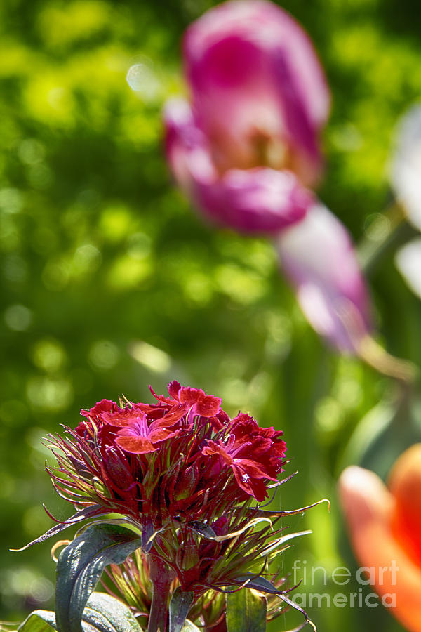 Flowers at Dallas Arboretum V14 Photograph by Douglas Barnard