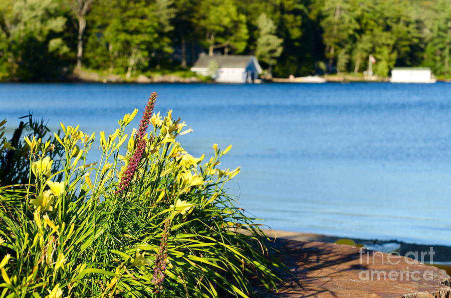 Flowers At Lake Shore Photograph by Les Palenik