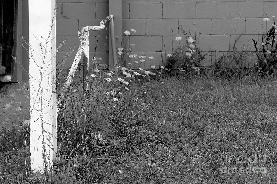 Flowers at Old Warehouse Black and White Photograph by Karen Adams