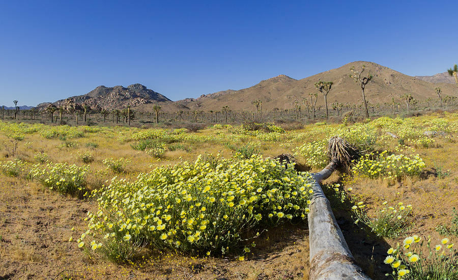 Joshua Tree National Park Photograph - Flowers at the headstone by Scott Campbell