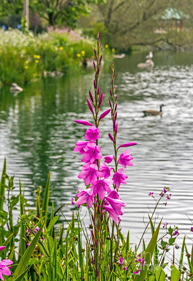 Bird Photograph - Flowers at the Lake by Kate Brown