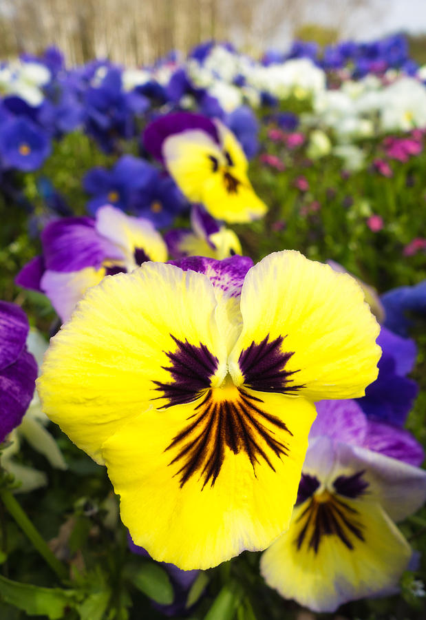 Flowers - Beautiful Yellow And Blue Pansies Photograph