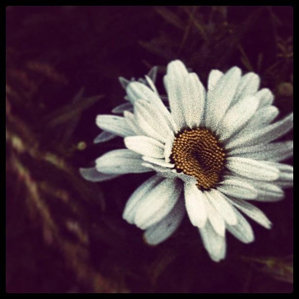 Daisy Photograph - #flowers #beautiful_things by Katelyn Gower 