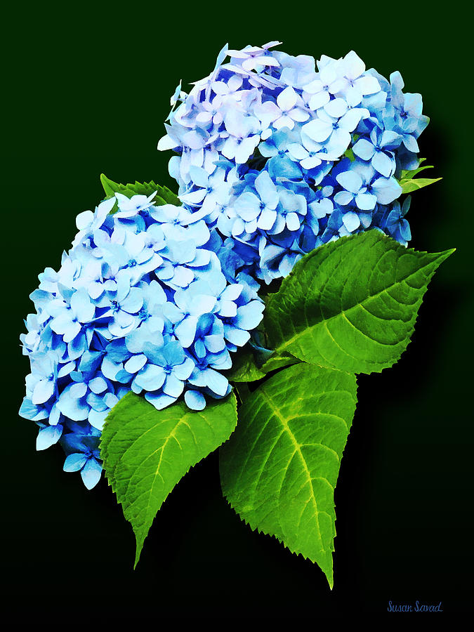Flowers - Blue Hydrangea Profile Photograph by Susan Savad