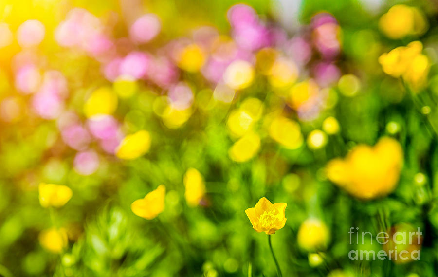 Flowers Bokeh Photograph by JR Photography