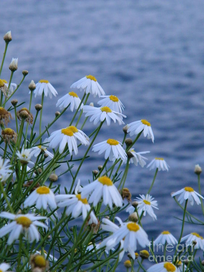 flowers by the Ocean Photograph by Ruth Jolly