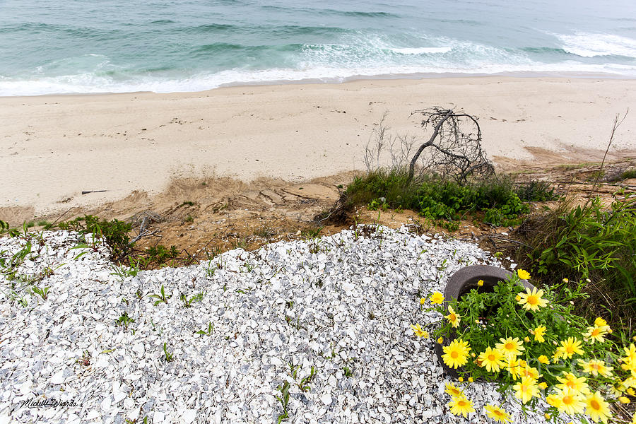 Flowers by the Seashore Photograph by Michelle Constantine