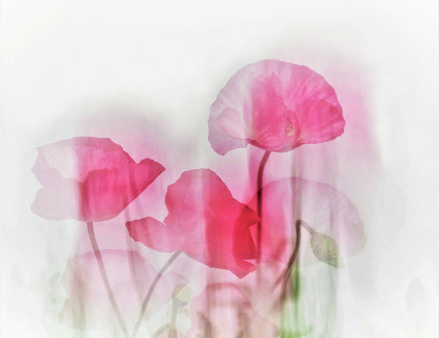 Flower Photograph - Flowers by Cindy Liu