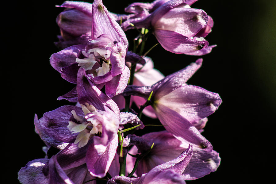 Flowers Close Up Photograph