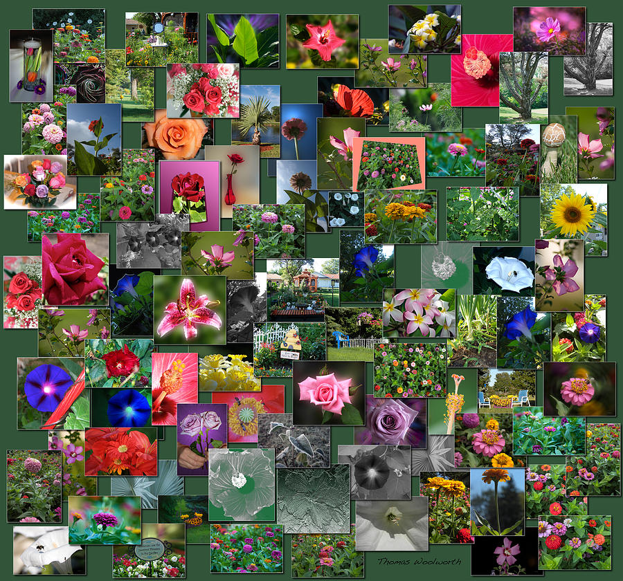Square Photograph - Flowers Collage Square by Thomas Woolworth Square Photograph - Flowers Collage Square by Thomas Woolworth