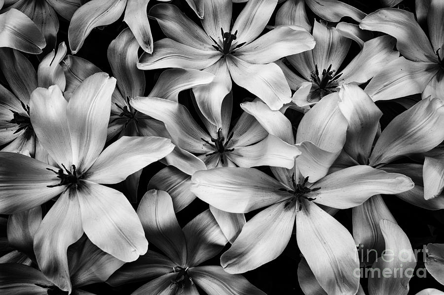 Tulipa Turkestanica in Black-and-White Photograph by Dean Harte