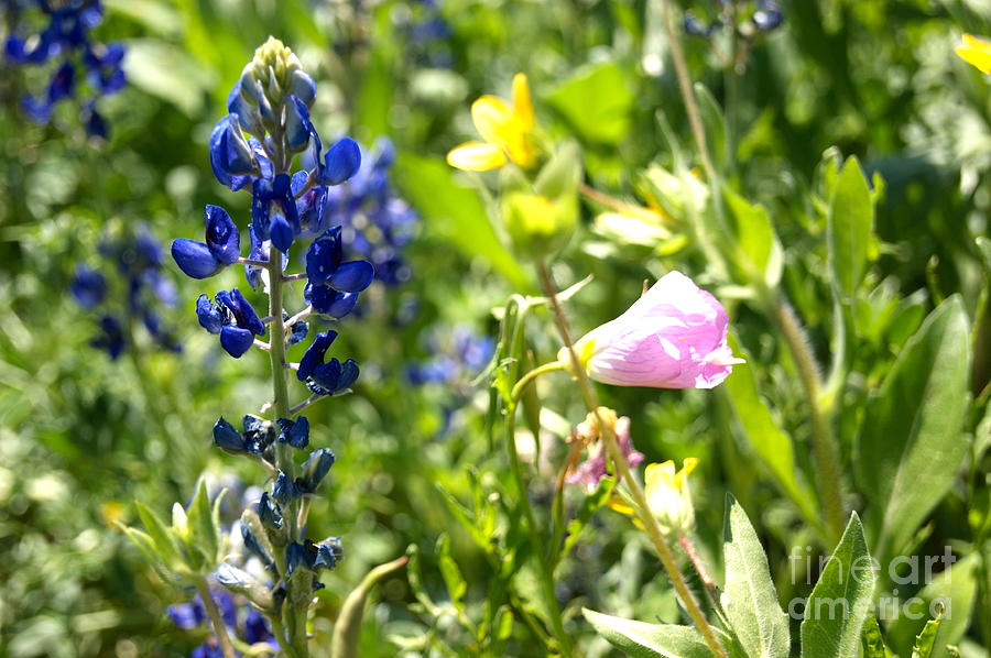 Flowers Photograph by Elizabeth-Anne King Flowers Photograph by Elizabeth-Anne King
