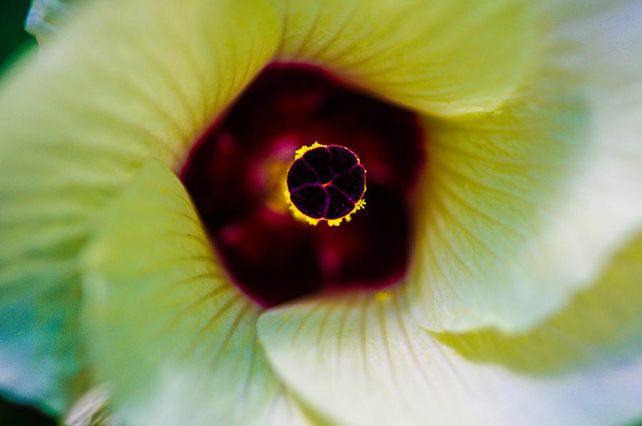 Flowers eye Photograph by Gerald Kloss
