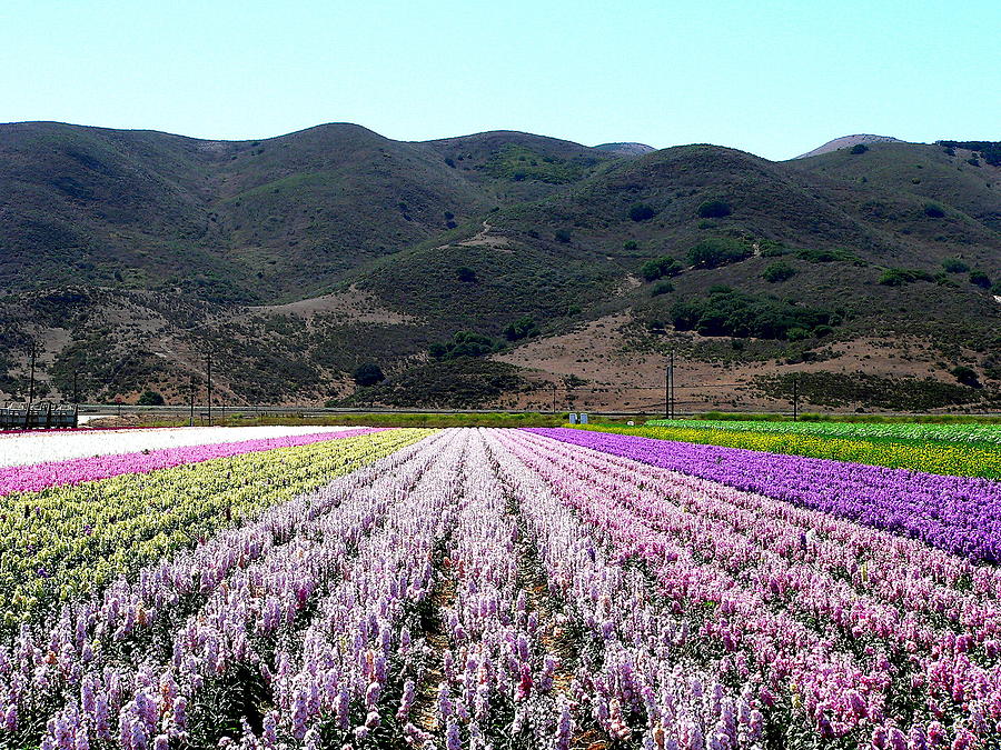 Flowers Fields and Mountains Photograph by Jeff Lowe