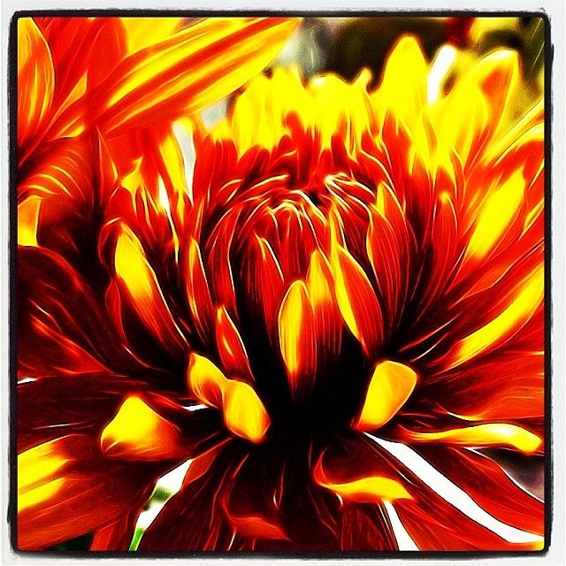 Flower Photograph - #flowers #floral #mv_floral #tangledfx by Mike Valentine